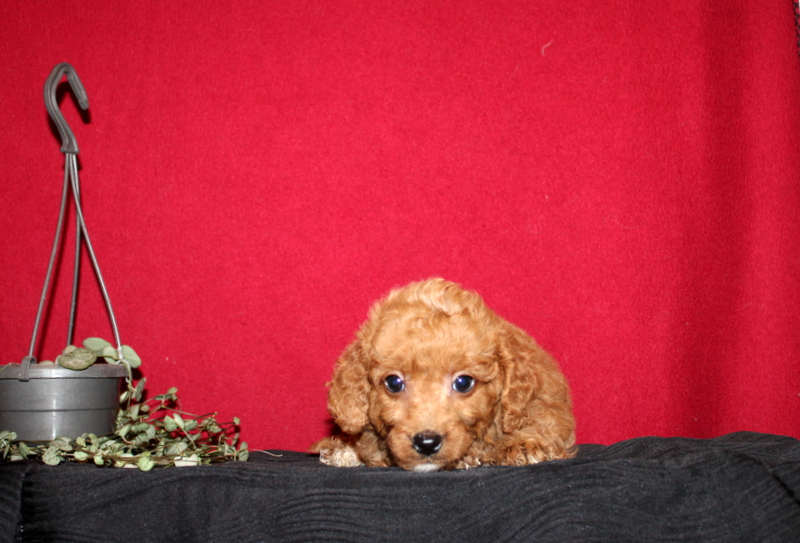 puppy, for, sale, Mini GoldenDoodle F2BB, Matthew B. Stoltzfus, dog, breeder, Gap, PA, dog-breeder, puppy-for-sale, forsale, nearby, find, puppyfind, locator, puppylocator, aca